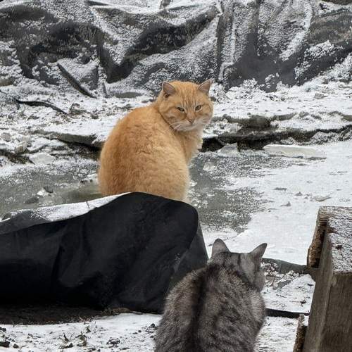 Photo #13278130