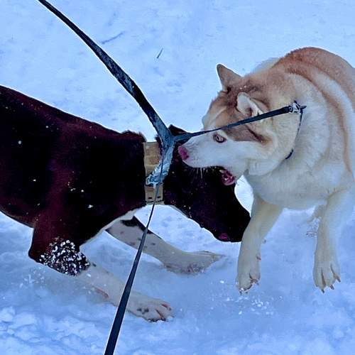 Photo #13278433