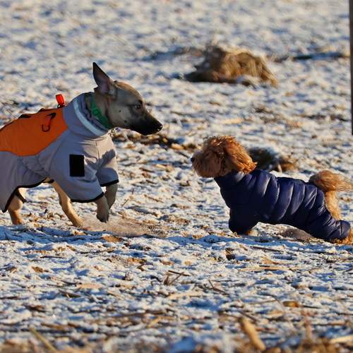 Photo #13278436
