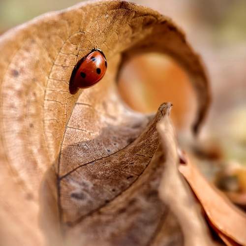 Photo #13278962