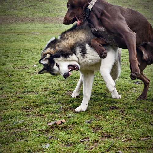 Photo #13279069