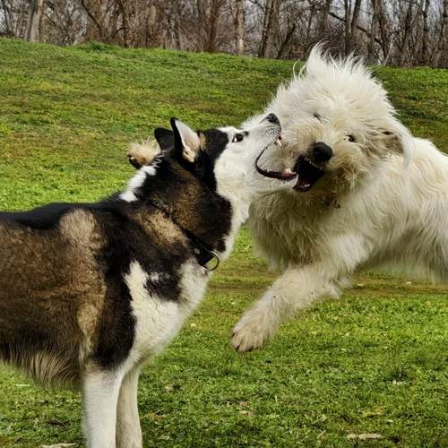 Photo #13279070