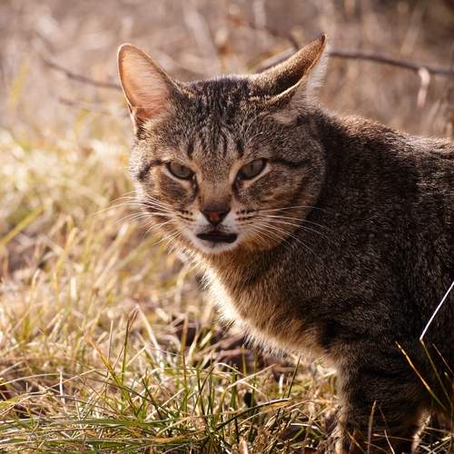 Тот самый взгляд
