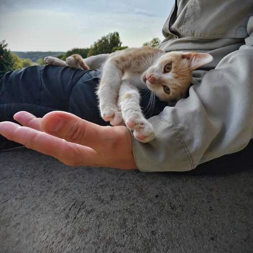 Photo #13279995