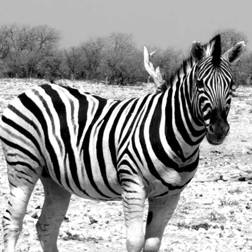 Zebra