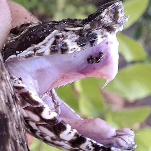 Bothrops atrox