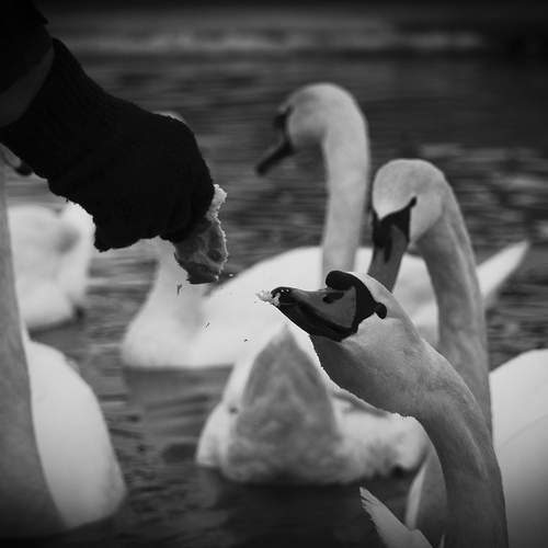 A Man Feeding a Swan at −20°C