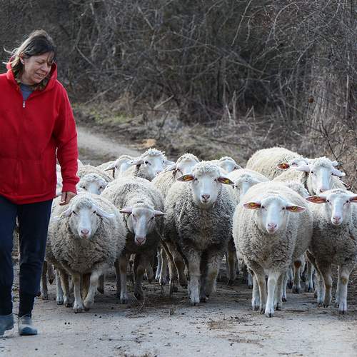 Walking with Sheep