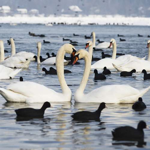 Intimacy on the Danube