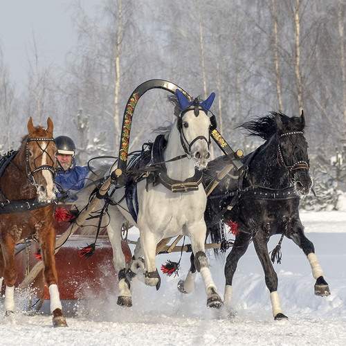 Фотография #13283108