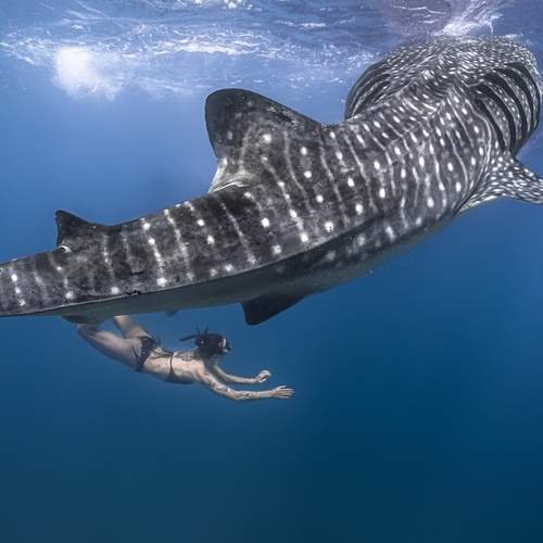 Под крылом океана