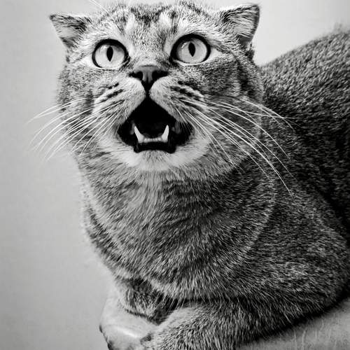 Разговор с котом