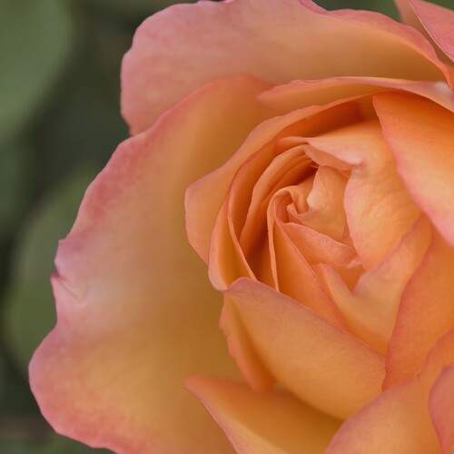 Photo #13284440
