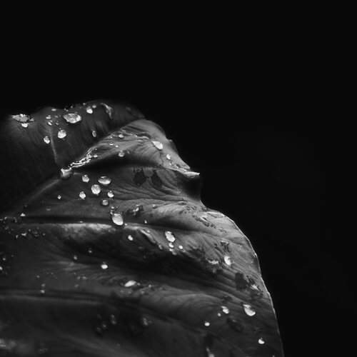 Wet Alocasia plant