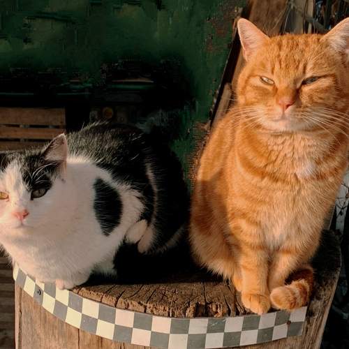 Photo #13285045