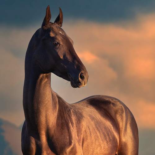 Золотой ветер