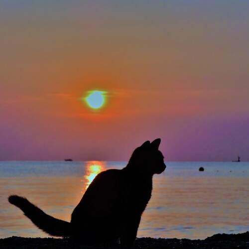 Photo #13285702