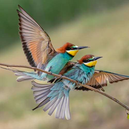 Фотография #13285797