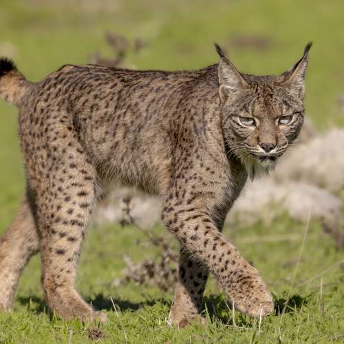 The iberian lynx
