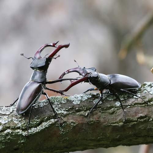 Красавец редкий, блеск брони,  Ты в Красной книге, сохрани! (жук-олень)