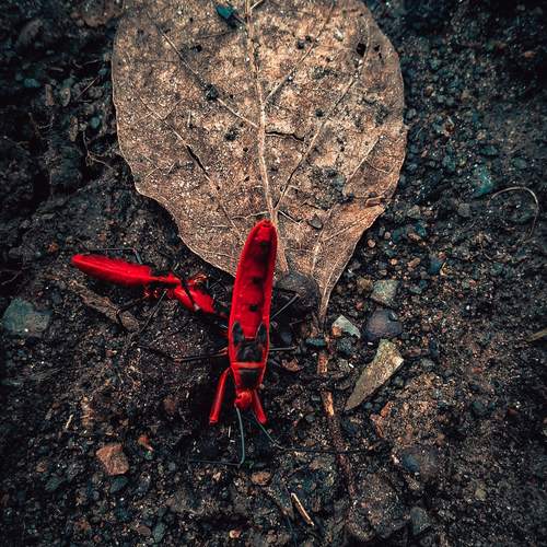 Photo #13286313