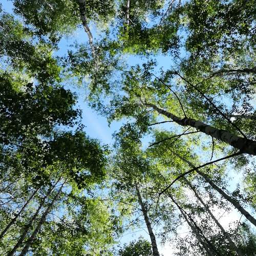 Photo #13286585