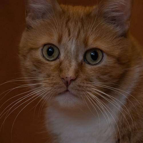 Photo #13286794
