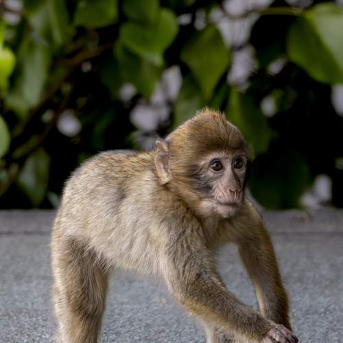 The monkeys of Gibraltar