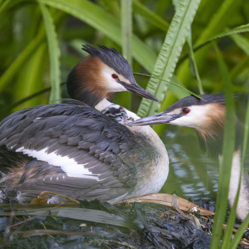 Great creted grebe family life