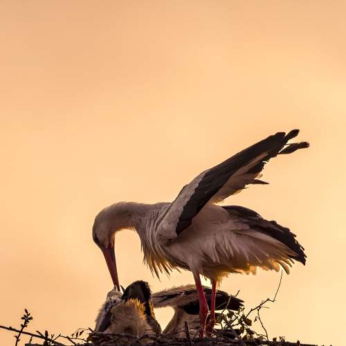 Sunset with the storks