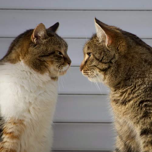 Photo #13288245