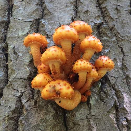 Photo #13288339