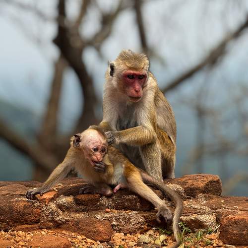 Motherhood
