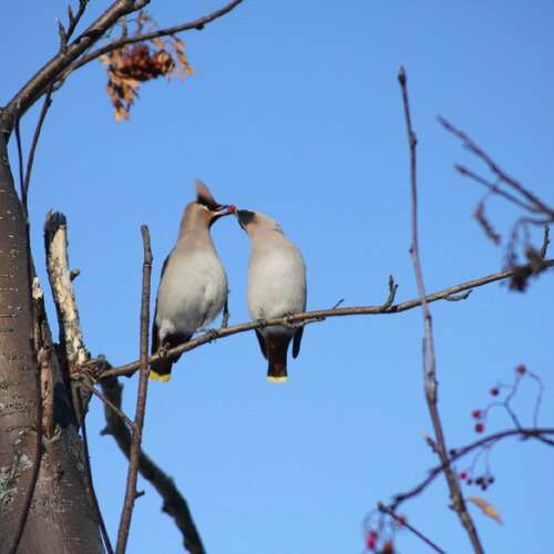 Угости любимую ягодой