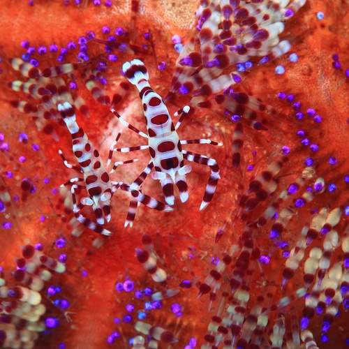 В волшебном лесу