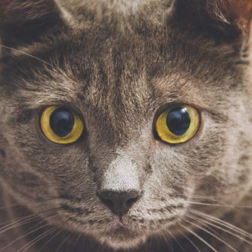 Photo #13290052