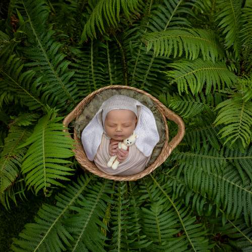 Лесной зверек