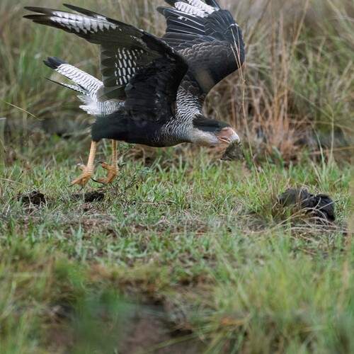 Grip of the Relentless Hunter