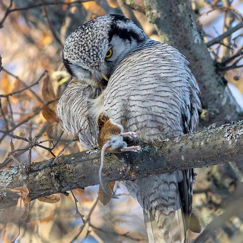 Photo #13290665