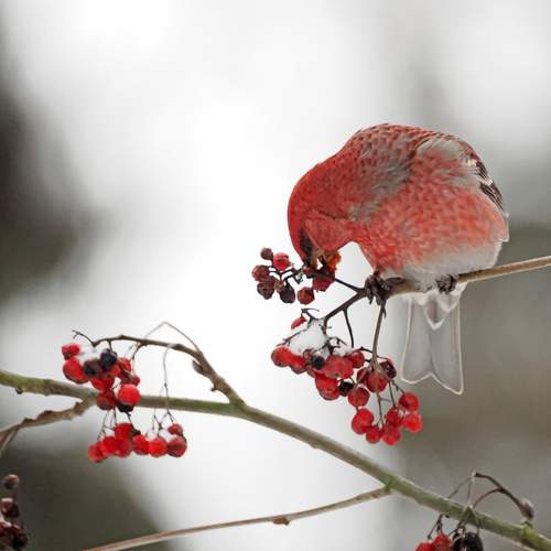 Photo #13290943