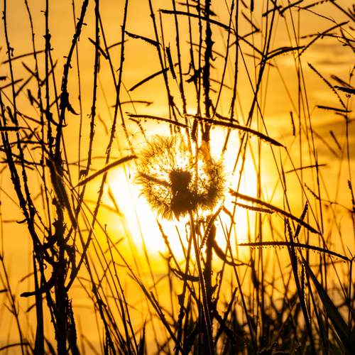 Photo #13291245