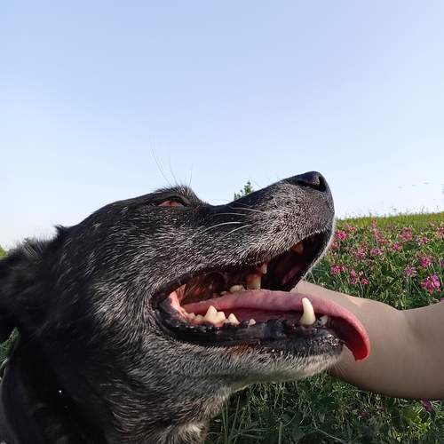 Photo #13291349