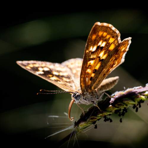 Aricoris indistincta