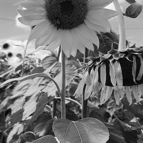 Photo #13292181