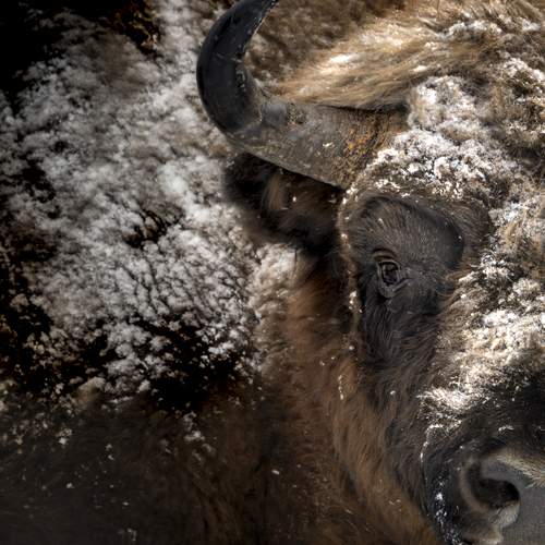 The sound of silence