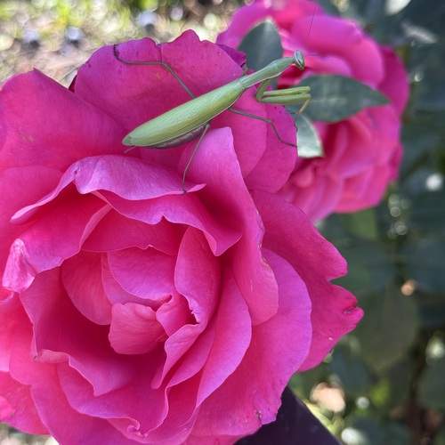 Photo #13292588
