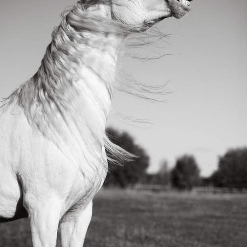 Photo #13292799
