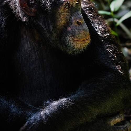 Kibale National Park