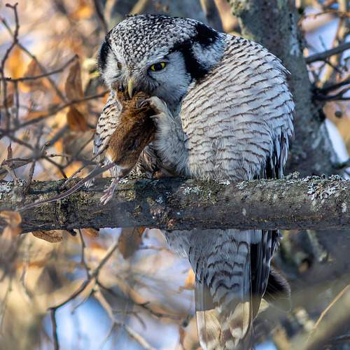 Photo #13293200