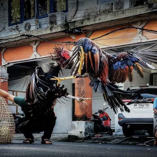 Photo #13293448